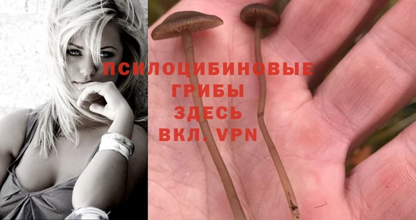 шишки Абинск